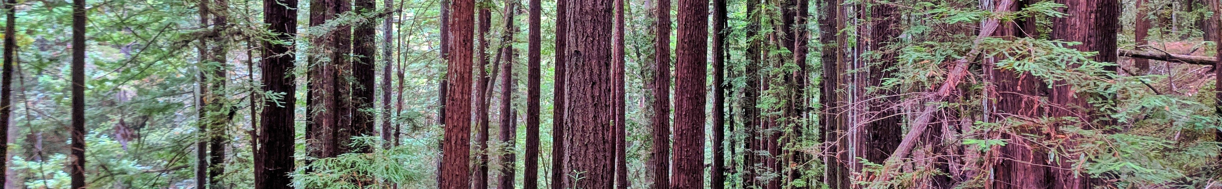 Santa Cruz Digital Marketing: Menggapai Gelombang Sukses di Era Digital